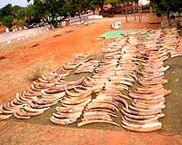 Southern Africa to auction more than 100 tonnes of ivory
