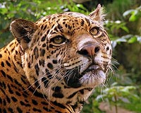 Animal-smuggling bust nets 72 people in Brazil