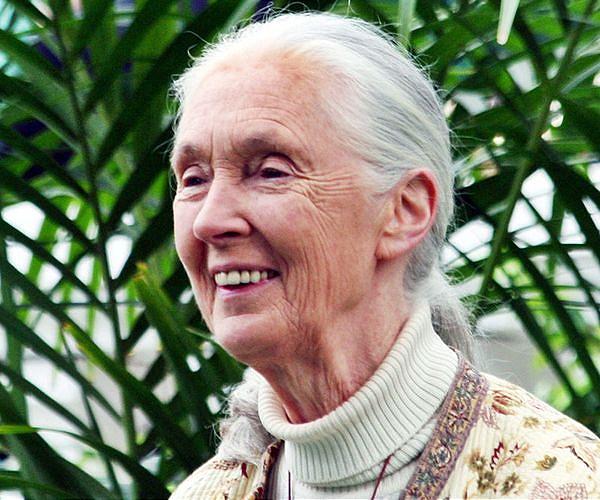Climate change at 'point of no return': primatologist Goodall