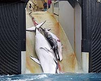 Whales shedding blubber, Japan study says