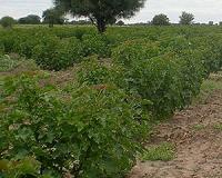 Crop feasibility should be investigated before promoted to farmers