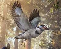 Once dinosaurs were gone, some birds evolved big brains