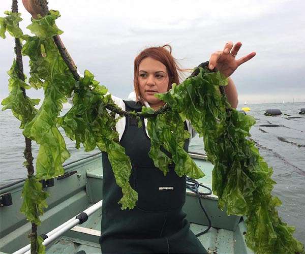 Slippery when wet: Fish, seaweed to help cargo ships reduce fluid friction