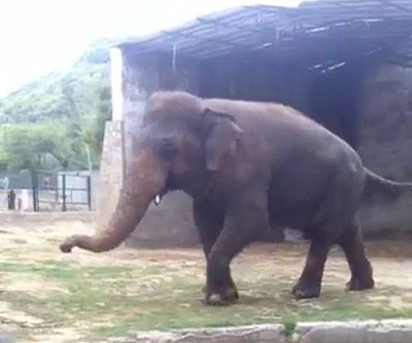 Pakistan capital's zoo shuts after last animals moved