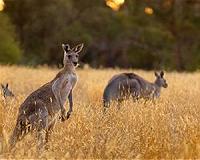 Faster digestion in kangaroos reduces methane emissions