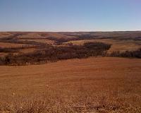 As health of prairie grasses decline, so does number of grasshoppers
