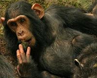 Chimpanzees binge on clay to detox and boost the minerals in their diet