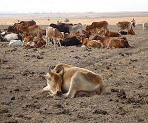 Pastoralists in drought-stricken Kenya receive insurance payouts for massive livestock losses