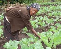 Agricultural intervention improves HIV outcomes