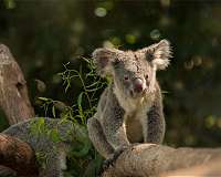 Fires, then floods: How much can a koala bear?
