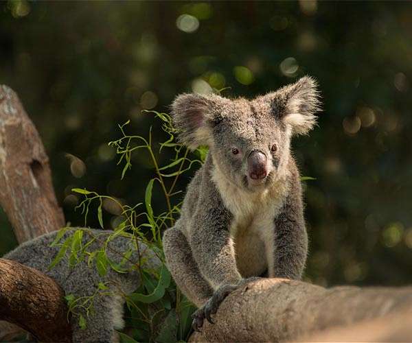 Aussie researchers to test koala 'facial recognition'