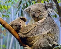 Thousands of Australia's koalas felled by land-clearing: WWF