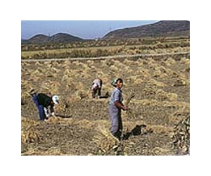 China film broaches sensitive topic of famine