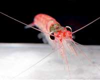 Seal behavior helps scientists predict changes in Antarctic krill distribution
