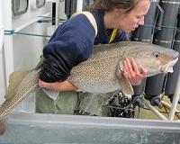 McDonald's in 'historic' agreement to contain Arctic cod fishing