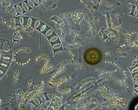 Intensity of desert storms may affect ocean phytoplankton