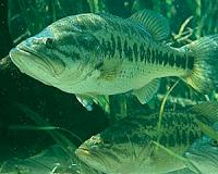 New invasive species breakthrough sparks interest around the world