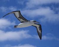 Revenge of the albatross: seabirds expose illicit fishing
