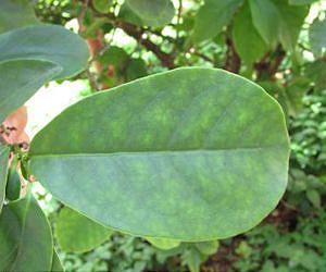 Plant DNA speaks English, identifies new species