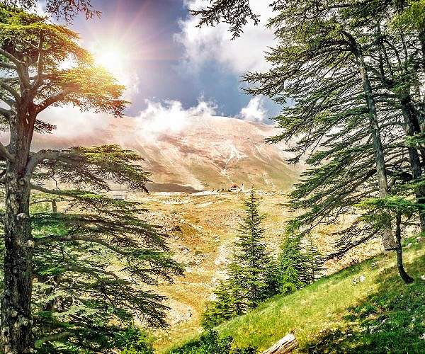 Progressive climate change: desertification threatens Mediterranean forests