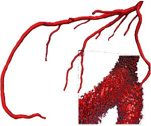 New Medical Imaging Reveals Microscopic Detail Inside Our Bodies