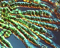 Bacteria Give Up Secrets In War Waged On Plants