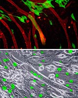 Stem Cell Sales To Top 35 Million Dollars