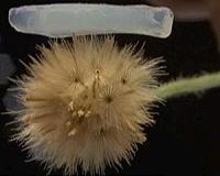 Indian space scientists produce world's lightest synthetic material