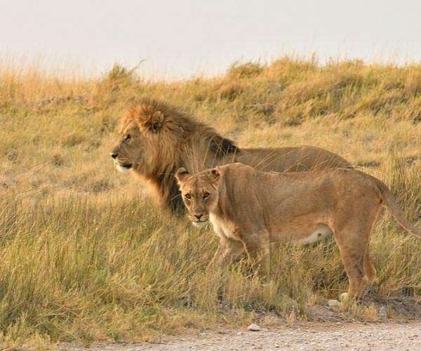 South African train makes safari trip, but never moves
