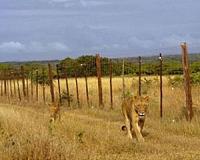 No walk in the park for S. Africa's embattled game rangers