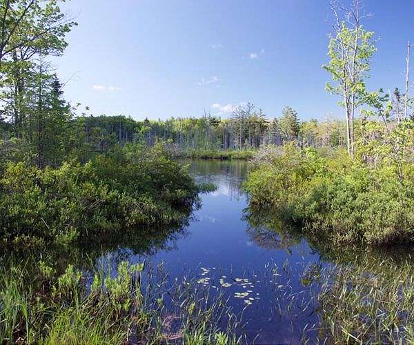 What is a pond? Study provides first data-driven definition