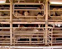 Chinese buyers fleeced in Australian wool scam