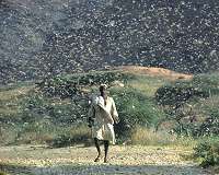 Pakistan struggles to combat devastating locust plague