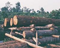 Winrock develops new method for quantifying carbon emissions from logging
