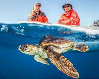 From Med's biggest nesting ground, turtles swim to uncertain future