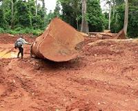 As demand for African timber soars, birds pay the ultimate price