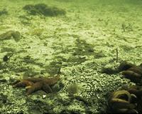 Ocean bacteria produces millions of tonnes of hydrocarbons each year