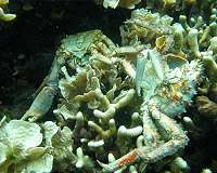Back from the dead: Some corals regrow after 'fatal' warming