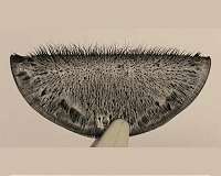 Controlling artificial cilia with magnetic fields and light
