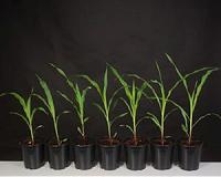 Scientists learn how to predict plant size