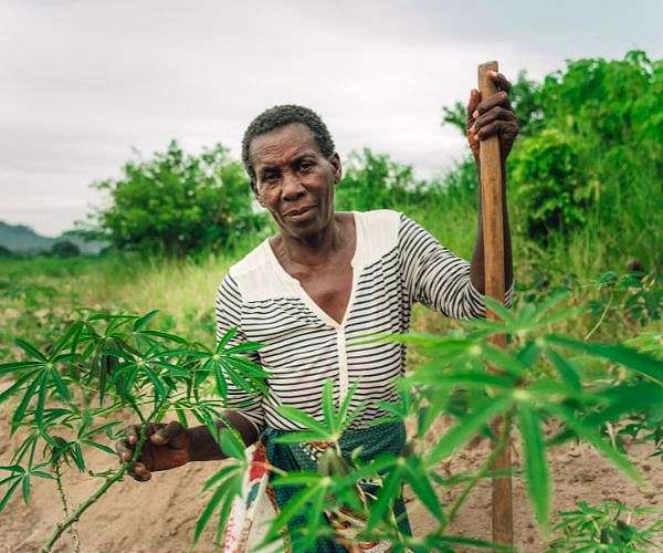 'We are starving': Malawi villagers cook toxic yams to survive drought