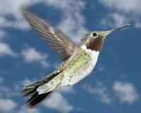 Hummingbirds' 22-million-year-old history of remarkable change is far from complete