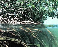Half Of Pacific Islands Mangroves Could Disappear Says UN