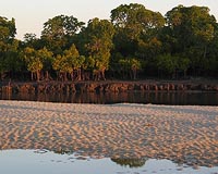Time for worldwide fund to save mangroves: UNEP