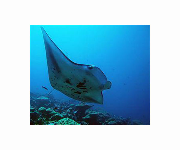 Marine mammals at a crossroads, survey finds