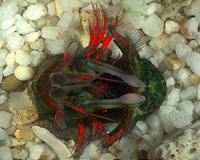 Marine animals use new form of secret light communication