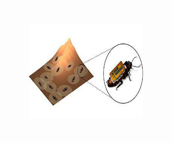 Solar-powered cyborg cockroaches could rescue humans, study says