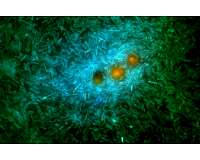 Researchers explore ocean microbes' role in climate effects