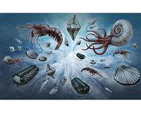 A new normal: Study explains universal pattern in fossil record