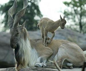 Western demand for cashmere said a threat to endangered Asian species